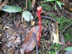 Monotropa coccinea