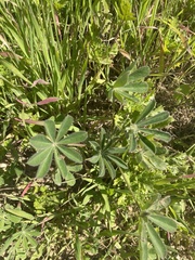 Lupinus succulentus