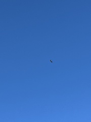 Cathartes aura