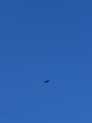 Cathartes aura