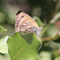 Neomaenas servilia