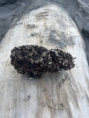 Macrocystis pyrifera