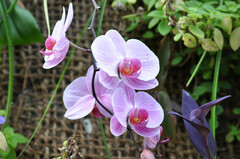 Phalaenopsis
