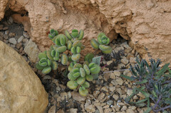 Cotyledon tomentosa
