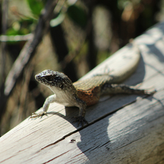 Liolaemus nitidus