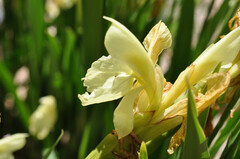 Roscoea cautleyoides