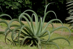 Agave vilmoriniana