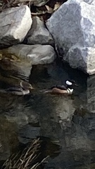 Lophodytes cucullatus