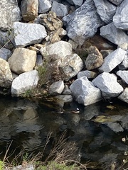 Lophodytes cucullatus