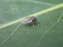 Psychodidae