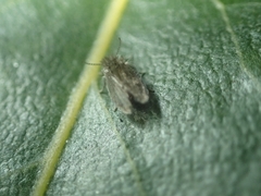 Psychodidae