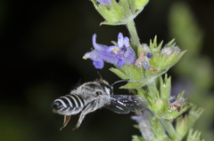 Megachile pusilla