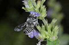 Megachile pusilla