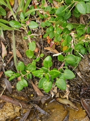 Eriogonum parvifolium