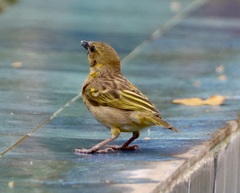 Ploceus melanocephalus