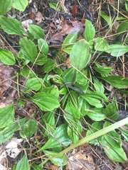 Antennaria parlinii fallax