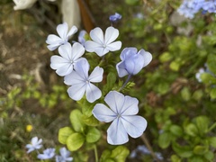 Plumbago