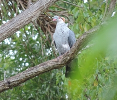 Lopholaimus antarcticus