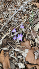 Crocus tommasinianus