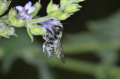 Megachile pusilla