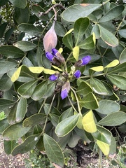 Dermatophyllum secundiflorum