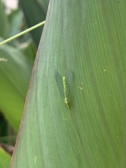Apertochrysa edwardsi