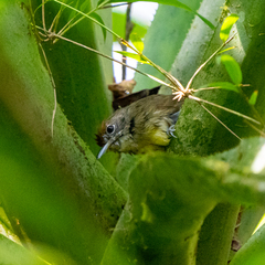 Dysithamnus mentalis