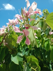 Bauhinia monandra