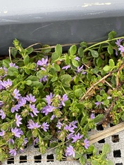 Scaevola aemula