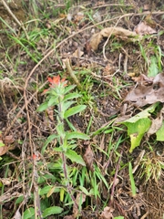 Castilleja arvensis arvensis