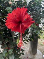 Hibiscus × archeri