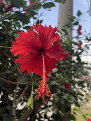 Hibiscus × archeri