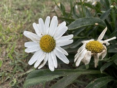 Leucanthemum maximum