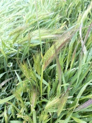 Hordeum