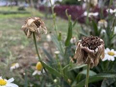 Leucanthemum maximum