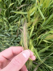 Hordeum