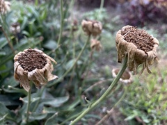 Leucanthemum maximum