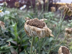 Leucanthemum maximum