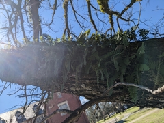 Pleopeltis michauxiana