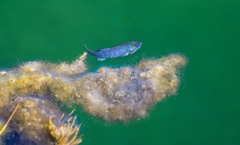 Cyprinodon nevadensis mionectes