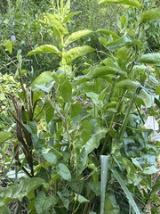 Acourtia microcephala