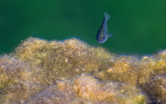 Cyprinodon nevadensis mionectes