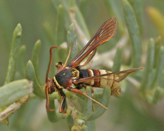 Paranthrene robiniae