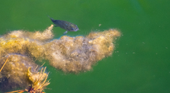 Cyprinodon nevadensis mionectes