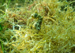 Hippocampus breviceps