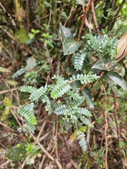 Weinmannia tomentosa