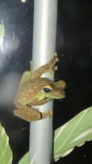 Itapotihyla langsdorffii