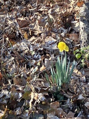 Narcissus pseudonarcissus