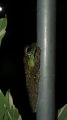 Itapotihyla langsdorffii