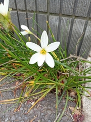 Zephyranthes candida